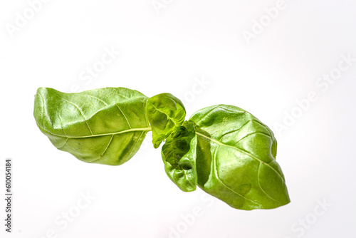 basil leaf on a white background