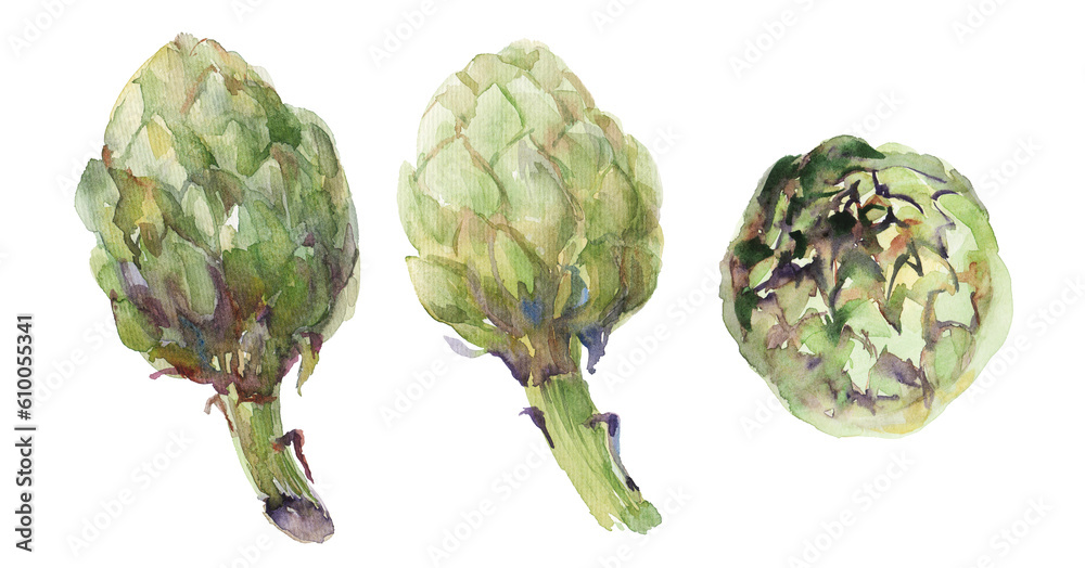 Watercolor artichoke set. Isolated on white background. Watercolor artichoke set. Isolated on white background.