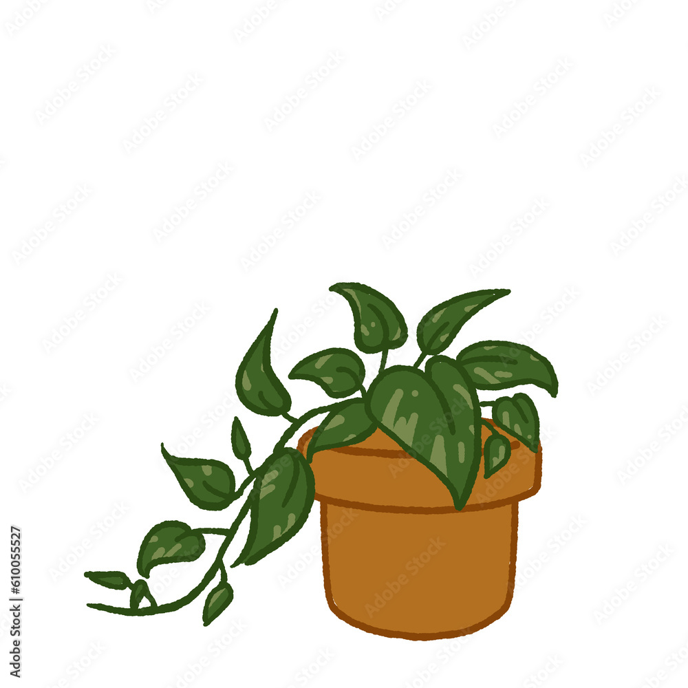 Golden pothos Golden pothos