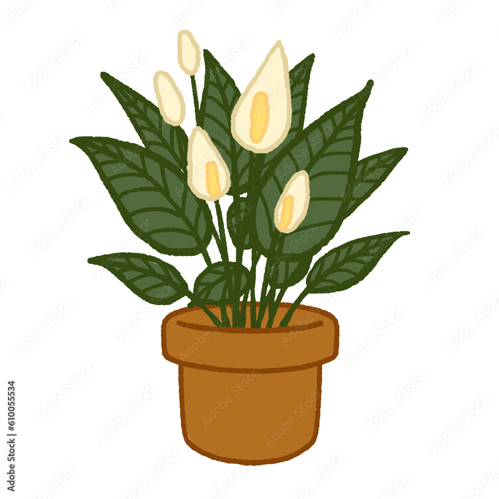 Peace lily Peace lily