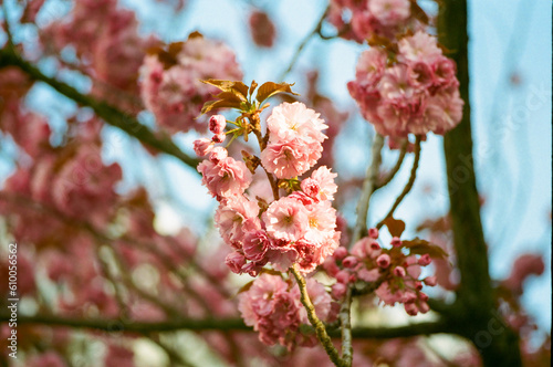 pink cherry blossom