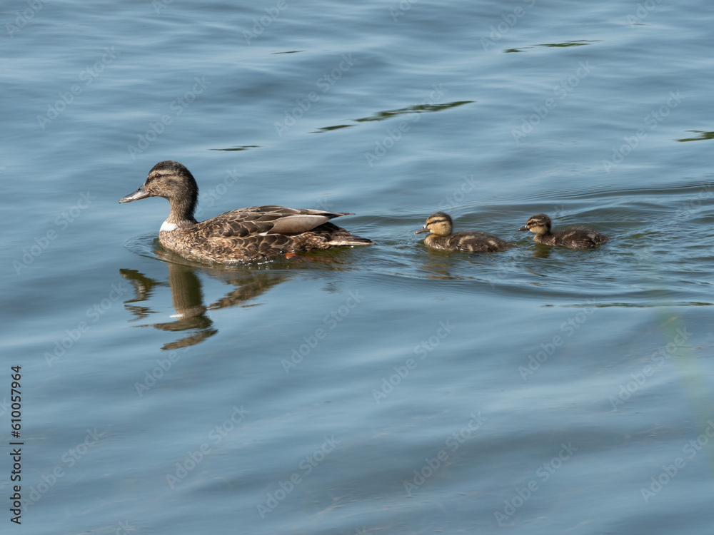 mallard / wild duck Anas platyrhynchos with childs mallard / wild duck Anas platyrhynchos with childs