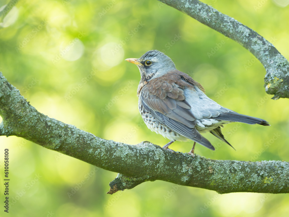 Fototapeta premium The fieldfare (Turdus pilaris) portrait