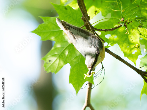 The Eurasian nuthatch or wood nuthatch (Sitta europaea) male with meat