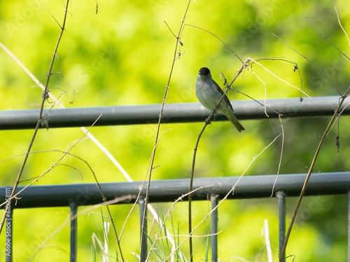 The Eurasian blackcap (Sylvia atricapilla)