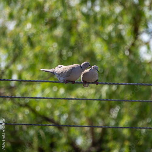 The Eurasian collared dove (Streptopelia decaocto