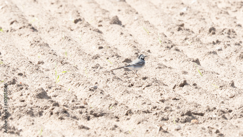The white wagtail (Motacilla alba)