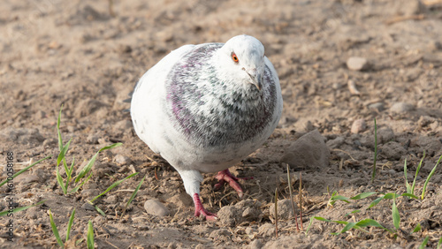 Feral pigeons (Columba livia domestica or Columba livia forma urbana)