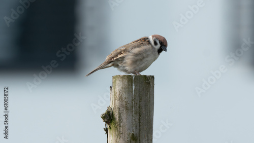 The Eurasian tree sparrow (Passer montanus) 