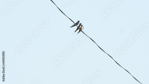 The barn swallow (Hirundo rustica)