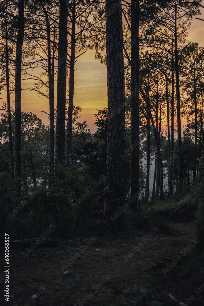 Fototapeta sunset in the forest - path in the woods - pine trees silhouette during sunset