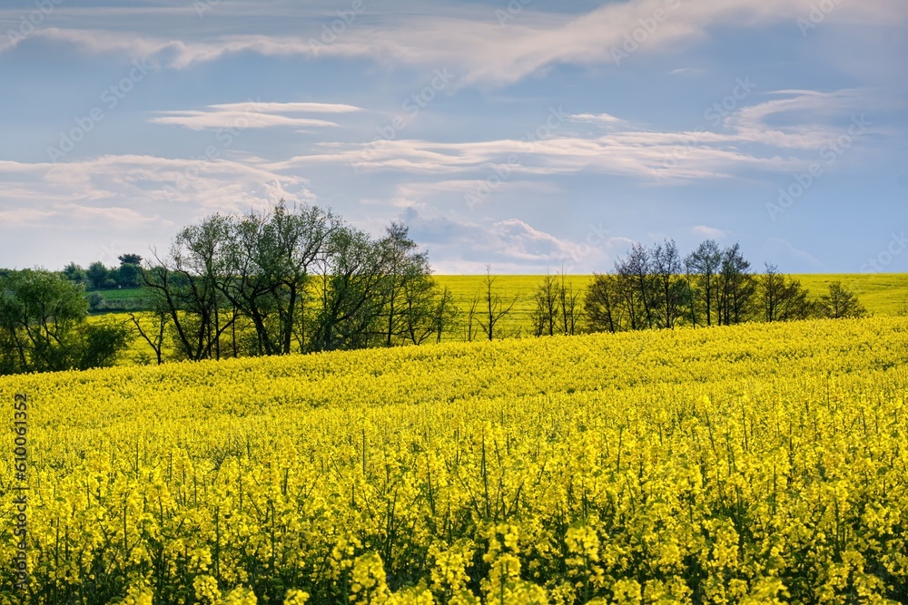 Rapeseed, canola or colza yellow field in Latin Brassica Napus with beautiful clouds on sky, rape seed is plant for green energy and oil industry, springtime golden flowering field panoramic view