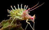 spiny flower mantis created with Generative AI technology