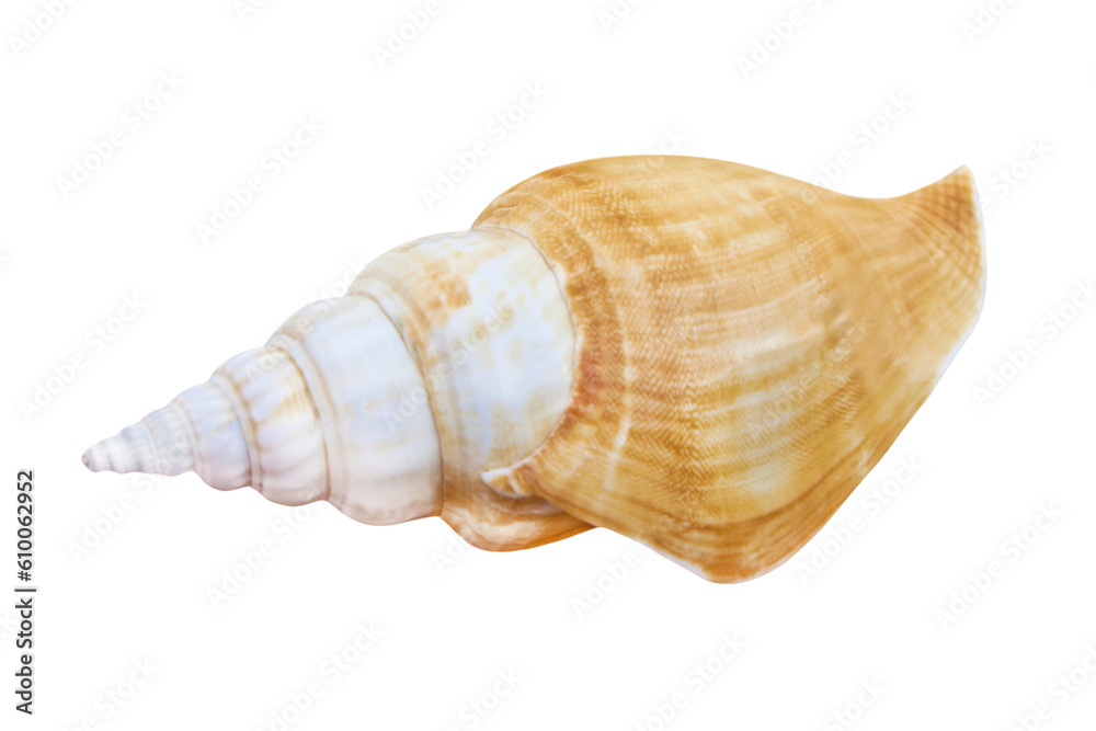 1 Muschel und Hintergrund transparent PNG cut out 1 Muschel und Hintergrund transparent PNG cut out