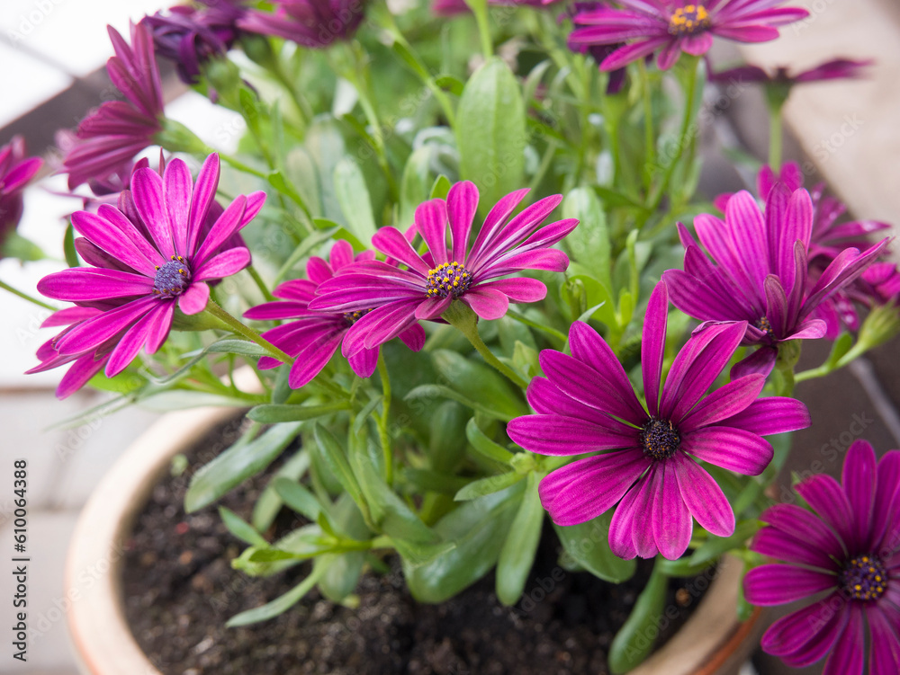 Fototapeta premium Floral design. Decoration of the territory near the house. Large decorative flowers planted in a flowerpot near the house.