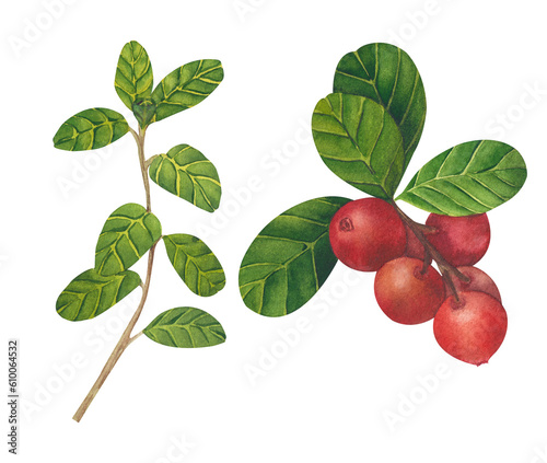 Hand drawn Watercolor Red lingonberry. Set of Cranberry. Illustration of forest wild plants. Isolated objects on white background for packaging design, postcards, print.