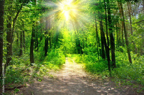Path among the trees in the forest. Sunlight in the branches of green trees in summer