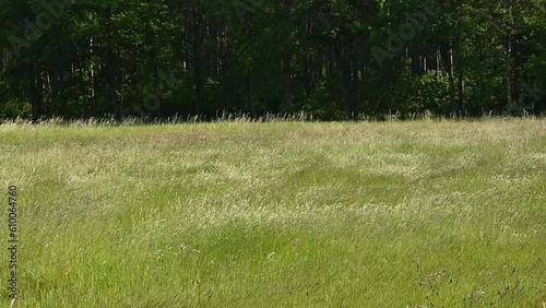 Field with high flowering grass waving in the wind in Hoge Kempen national park, Genk, Flanders, Belgium