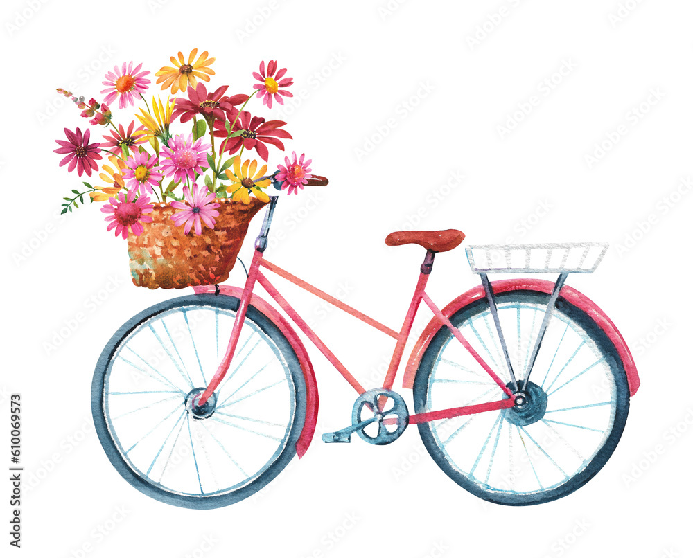 Watercolor bike with flowers. A pink old bicycle with chrysanthemum flowers in a captive basket on the handlebars