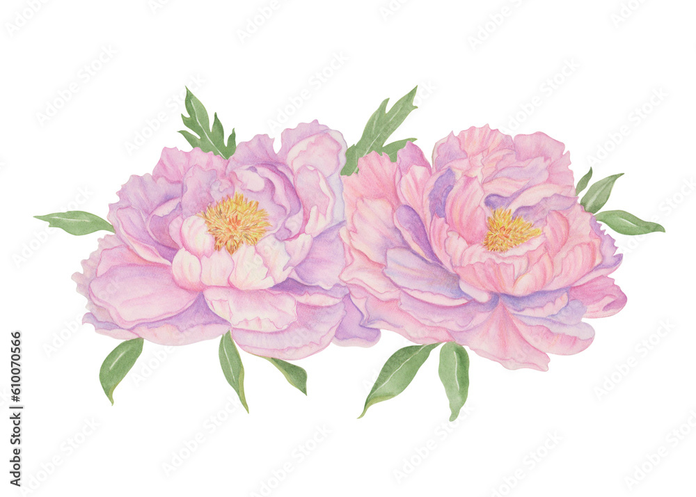 Hand-painted pink peony flowers with green leaves.
