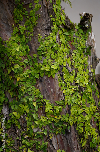 Climbing fig covered a tree trunk photo