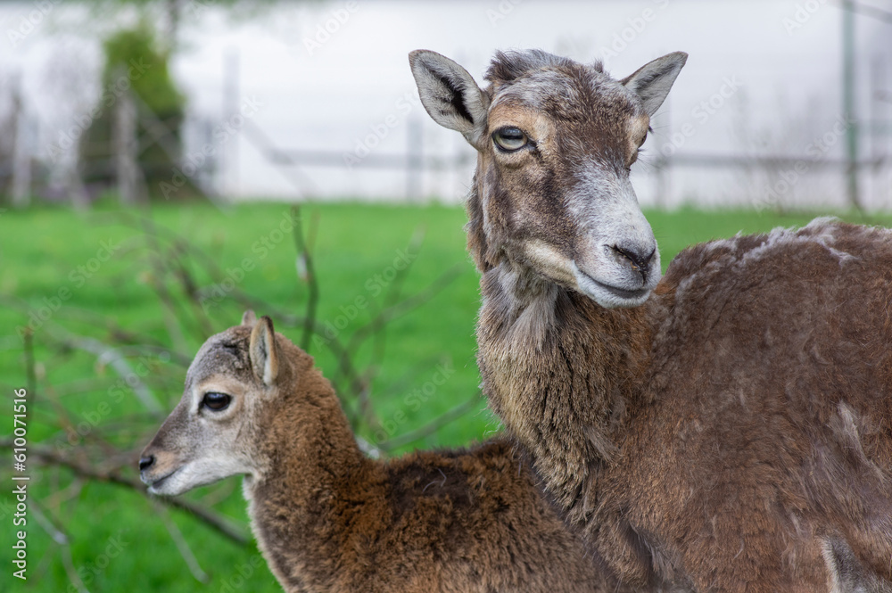Wild mouflon sheep, female and one baby grazing on pasture in daylight during summer season, green meadow, wild animals Wild mouflon sheep, female and one baby grazing on pasture in daylight during summer season, green meadow, wild animals