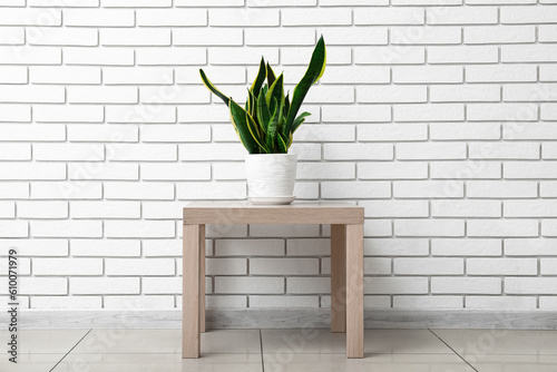 Snake plant on table near white brick wall
