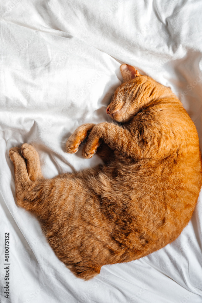 Cute ginger cat sleeps on white bed under the duvet
