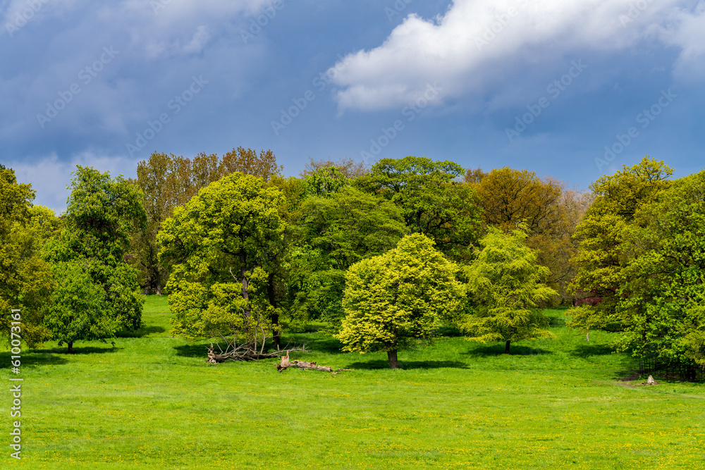 Trees in English parkland lit by sun with dark stormy clouds behind