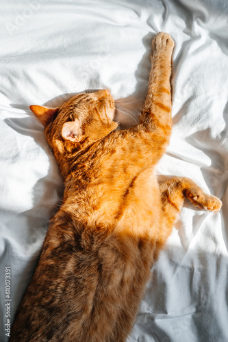 Cuadro en lienzo Cute ginger cat sleeps on white bed under the duvet