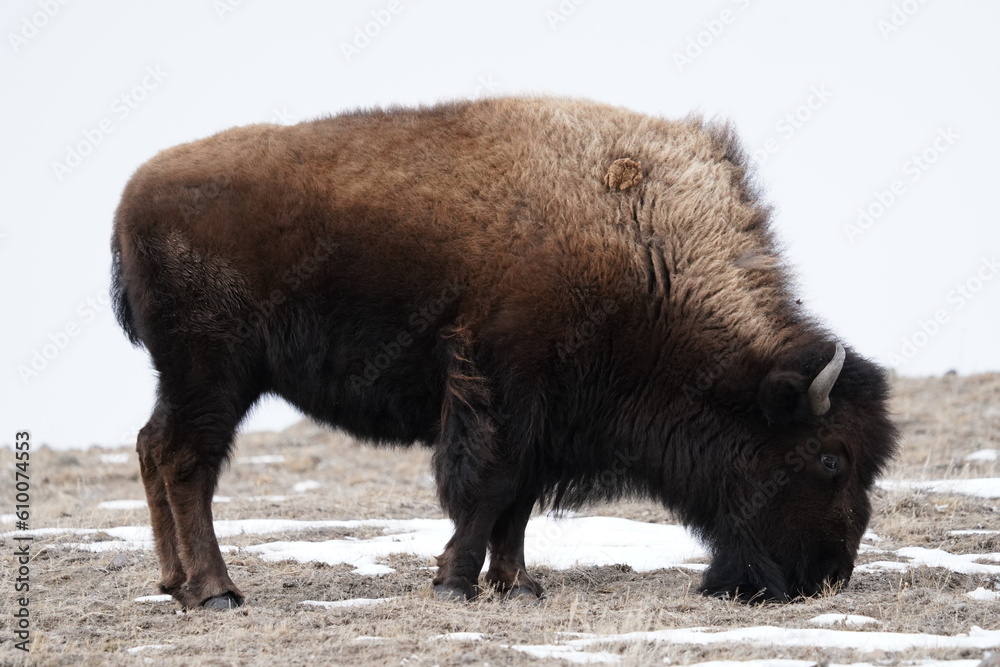 bison bison