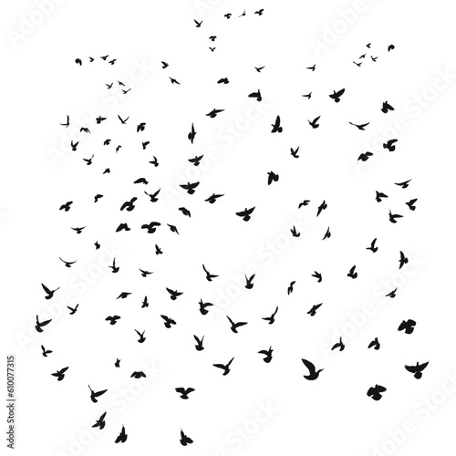 Silhouette sketch of a flock of flying birds, flight in different positions. Takeoff, flying, flight, flutter, hover, soaring, landing