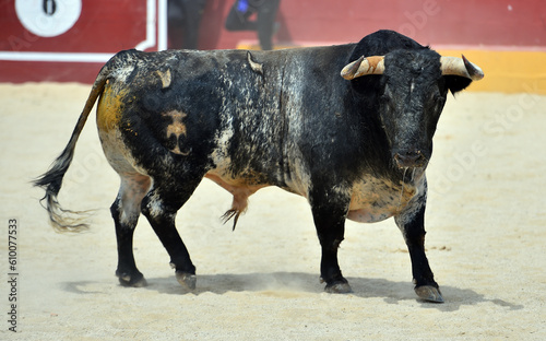 a serious bull with big horns in spain