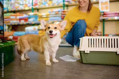 Portrait of cute corgi dog over pet shop indoor interior © Nomad_Soul