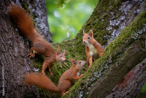 Eichhörnchenfamilie