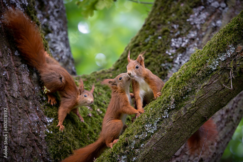 Eichhörnchenfamilie photo