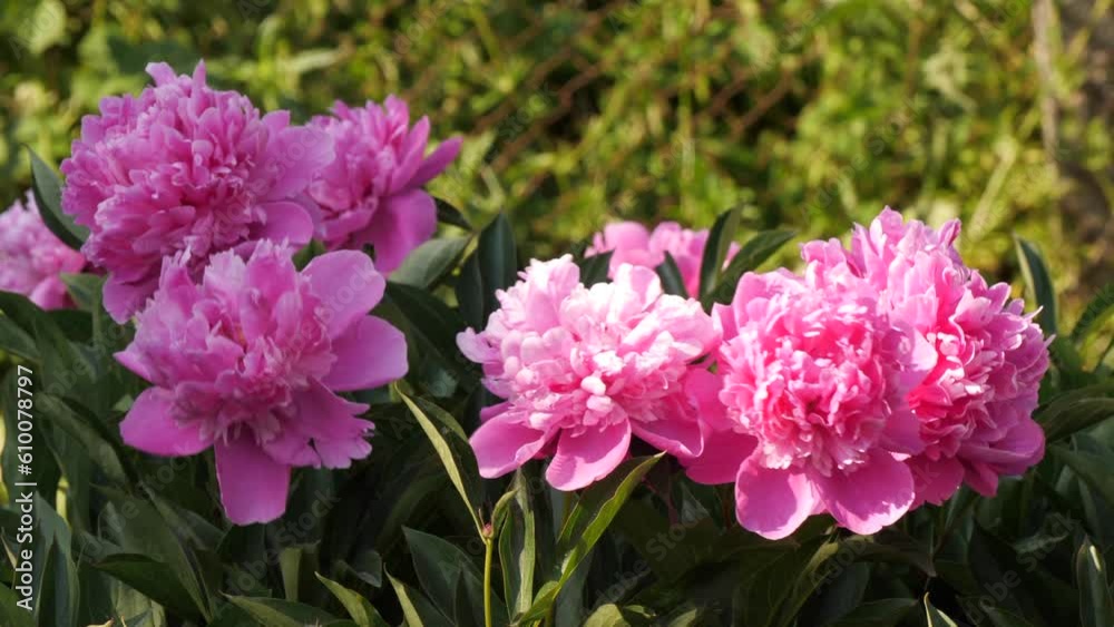 Blooming Peony Plant With Beautiful Pink Flowers Outdoors Blooming Peony Plant With Beautiful Pink Flowers Outdoors