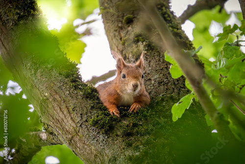 Eichhörnchen © OliverHaja