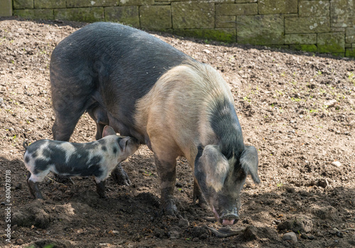 Saddleback sow suckling its young piglet in sty on English farm © steheap