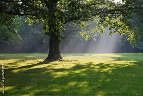 morning in the park photo