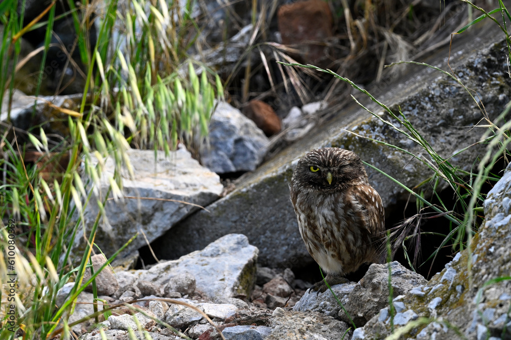 Steinkauz sitzt im Bauschutt // Little Owl sits in construction rubble (Athene noctua) Steinkauz sitzt im Bauschutt // Little Owl sits in construction rubble (Athene noctua)