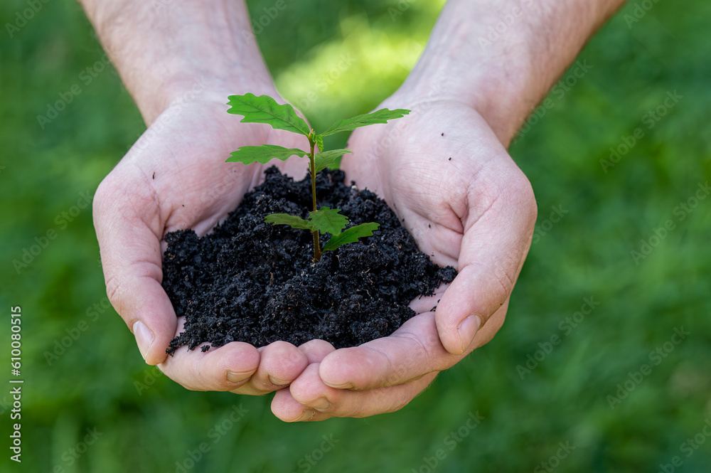 hands holding a plant hands holding a plant