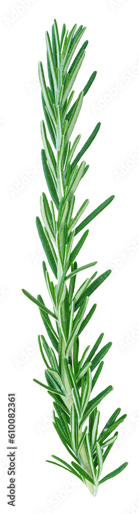png rosemary tree branch on clear background png rosemary tree branch on clear background