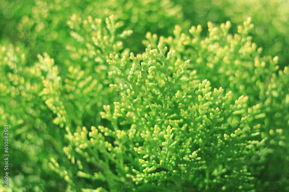 Spring nature. Young twigs of Thuja closeup. Fresh green leaves, branches of white cedar on blurred background. Young twigs of evergreen. White Cedar. Thuja green leaves. Copy space. Ecology Spring nature. Young twigs of Thuja closeup. Fresh green leaves, branches of white cedar on blurred background. Young twigs of evergreen. White Cedar. Thuja green leaves. Copy space. Ecology