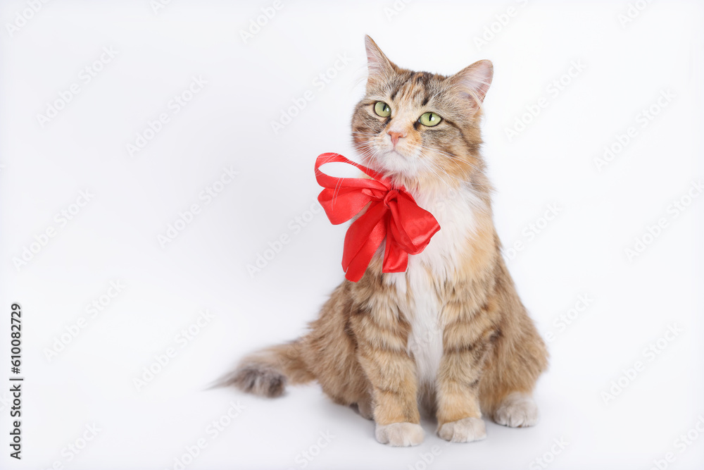 Studio shot of domestic Cat with red bow tie on light background.  Portrait of Kitten. Indoor cat with a red butterfly on its neck on a white background. World pet day