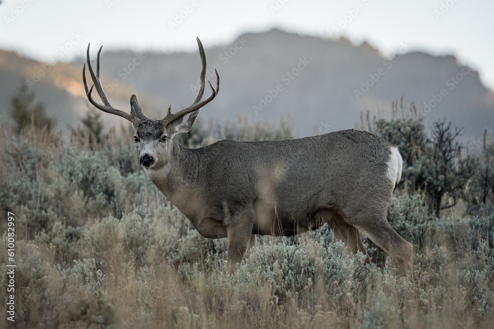 Obraz premium mule deer
