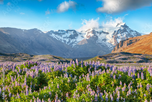 Breathtaking view of typical Icelandic landscape with field of blooming lupine flowers next to the mountains.