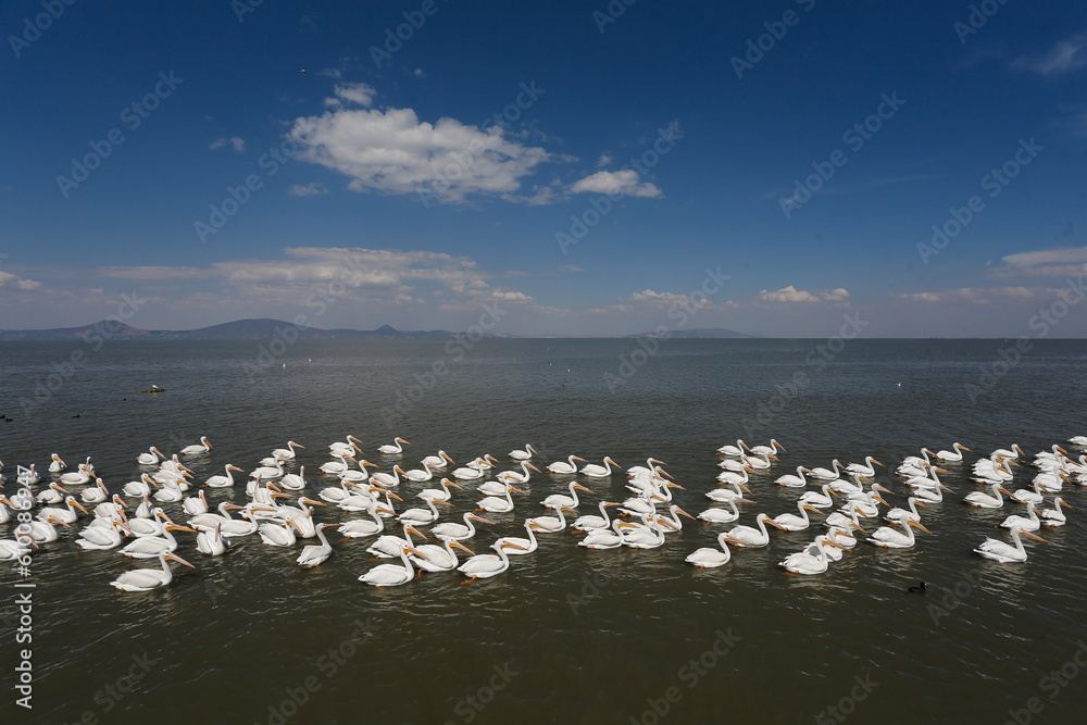 Fototapeta premium Pelicans in Mexico