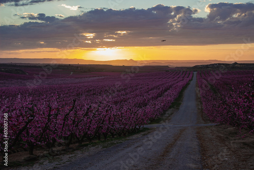 Peach fields in spring at sunset
