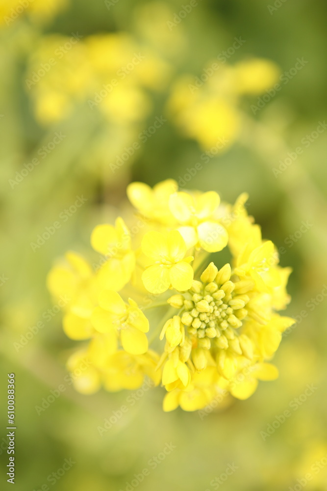菜の花 菜の花
